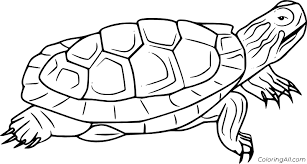It has a large head and very strong jaws. Terrapin Coloring Pages Coloringall
