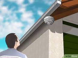 Se débarrasser des frelons naturellement. Comment Se Debarrasser Des Frelons 13 Etapes