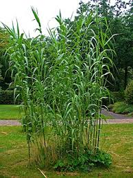 Image result for Arundo