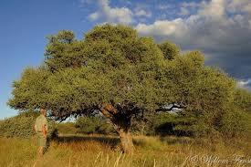 Image result for Boscia albitrunca