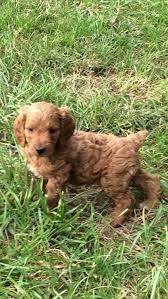 Mini Brittanypoobrittany Spoodle Sulpher Creek Kennels Spoodle Dog Breeds Food Animals