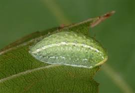 Image result for Apoda limacodes
