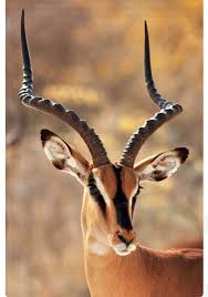 A Black Faced Impala Antelope Aepyceros Melampus With Impressive Lyre Shaped Horns This Slightly Larger Subspecies Is Impala Animal African Animals Animals