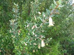 The plant's copious white summer flowers turn pink in the fall. Exotic Shrubs The Trees Flowers Of Whangarei