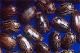 Image result for Ricin