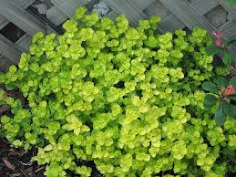 Hirtum) in rock gardens, vegetable gardens and patio planters. Golden Oregano Origanum Vulgare Aureum In Vancouver Victoria Burnaby Penticton Coquitlam British Columbia Bc At Gardenworks