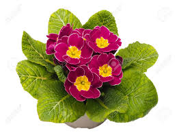 Image result for Primulaceae