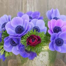 Image result for Anemone transvaalensis