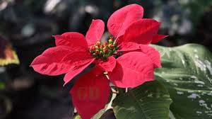 Maybe you would like to learn more about one of these? Grow Poinsettia How To Propagate Poinsettia From Cuttings With Update Youtube