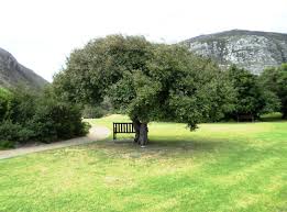 Image result for Maytenus