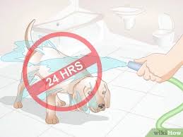 We did not find results for: How To Apply Advantage To Dogs 10 Steps With Pictures Wikihow