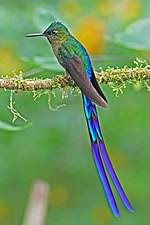 The average life expectancy of hummingbirds is between 3 to 5 years —that is, if they live past their first year. Hummingbird Wikipedia