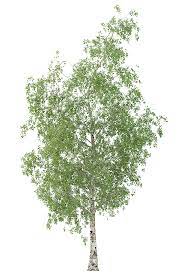 Birch Tree 3d Model No 2 3 Seasons Birch Tree Birch 3d Model