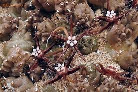 Image result for Duvalia