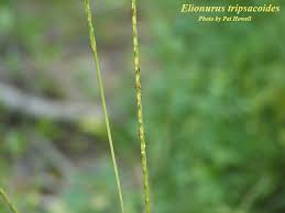 Image result for Elionurus