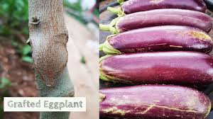 Thanks to their broad leaves, eggplant seedlings grow quickly, gaining size faster than tomatoes or peppers. Grafting Eggplant Bears A Lot Of Fruit And Live Long Life Agri Buzz