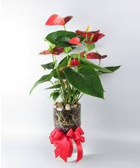 Order flowers from casas adobes flower shop, a tucson florist located at 7090 n oracle rd ste 194. The Beautiful And Simplistic Design Of The Self Watering Glass Planter Combines Style With Purpose Wi Same Day Flower Delivery Anthurium Plant Flower Delivery