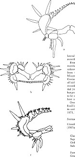 Figure 2 From Early Miocene Luidiid Asteroids Echinodermata