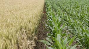 California Begins Phase-Out of Paraquat as Manufacturers Cancel Product Registrations