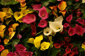 Conheca Como Cultivar Callas E Ter Uma Casa Muito Mais Bonita