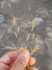 Image result for Isachne mauritiana