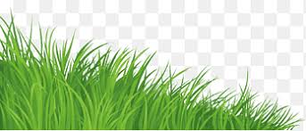 Image result for Pogonarthria