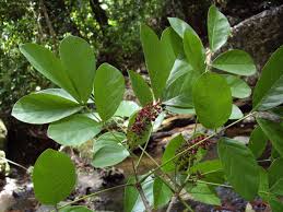 Image result for Lonchocarpus
