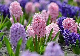 These types of food supply the deer with energy to limit thermal stress and promote rapid antler and body growth. 11 Deer Resistant Flower Bulbs For Your Garden