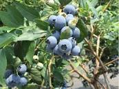 2023年6月開催！ 【広島・紙屋町で人気のブルーベリー摘み取り ...