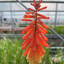 Image result for Kniphofia