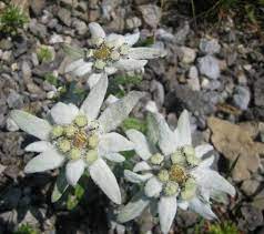 Interlaken On Twitter Edelweiss Flower Flowers Botanical Flowers