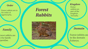 Classification Of Forest Rabbits By Angela Camarena