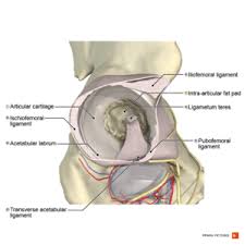 A radiograph is not as helpful in diagnosing trochanteric bursitis as soft tissues and muscles are not. Hip Anatomy Physiopedia