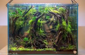 My 9 Gallon Aquascape That Finished 2nd Out Of 25 Tanks At Vivarium 2018 With A Mirror Background Aquariums Aquascape Aquarium Planted Aquarium