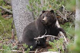 They are classified as caniforms, or doglike carnivorans. Bear Attack Wikipedia