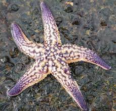 Annual invasion of north pacific starfish at mornington pier. Northern Pacific Sea Star Marine Biosecurity Porthole