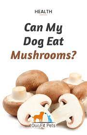 Can My Dog Eat Mushrooms Our Fit Pets Stuffed Mushrooms Dog Eating Orange Recipes