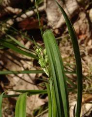 Image result for Carex chlorosaccus