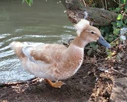 Check spelling or type a new query. The Crested Duck Is Smallholder S Poultry Breed Of The Month South West Farmer