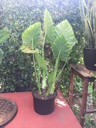 They grow just fine and make a large plant even if you plant the corms outside. What Is Wrong With My Elephant Ear Plant Gardening Forums