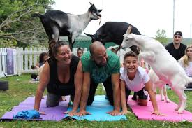 Yoga a ottawa sono un ottimo modo per aumentare la flessibilità e migliorare la circolazione di persone di ogni età. Lots Of Kidding Around In This Yoga Class Collingwood News