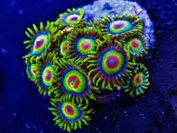 Zoabrary Zoanthid Id The Zoanthid Library Aquarium Fish Tank Saltwater Tank Saltwater Aquarium Fish