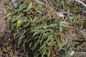 Image result for Eucalyptus tereticornis