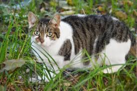 Jetzt ist felici aber rollig und bei dicha haben wir auch den verdacht, so dass die. Rollige Katze Markierender Kater Fortpflanzung Der Katze Tierratgeber