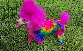 Astonish Color Result Done By Cindy Copeland Oliver The Crazy Wrap Gal With Opawz Permanent Dyes Excluding The Purple Creative Grooming Dog Hair Dye Dog Hair