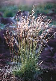 Includes data from the synonyms: Jelitto Staudensamen Deschampsia Flexuosa Portion En