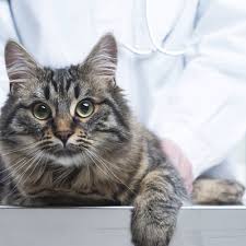 Il s'agit là d'une maladie inévitable chez le chat de plus de 10 ans. Question Veterinaire Mon Chat Presente Une Peau Blanche Au Coin Des Yeux Wanimoveto