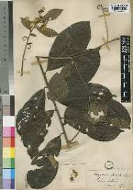 Image result for Hugonia platysepala