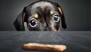 hundeguetzli selber machen das ergebnis uberzeugt die treuen vierbeiner ohne zusatzstoffe und auf wunsch ohne getreide hundeke hunde fotos hunde hundefotos