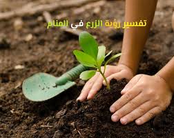 تفسير رؤية الزرع في المنام لابن سيرين والنابلسي موقع مصري